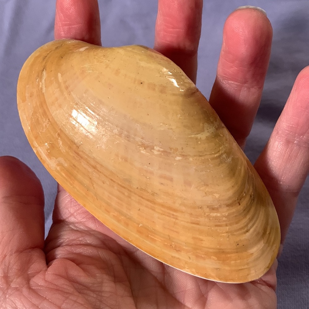 Razor clam shell pair - Picture 5 of 7